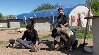 BU KÖPEKLER HARİKA , NEDEN BU KÖPEKLER !!