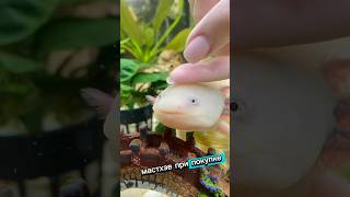 Маст-хэв при покупке аксолотля! #аксолотль #axolotl