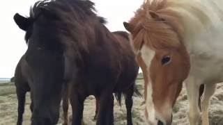 Любопытные дикие лошади в Исландии / Wild horses in Iceland