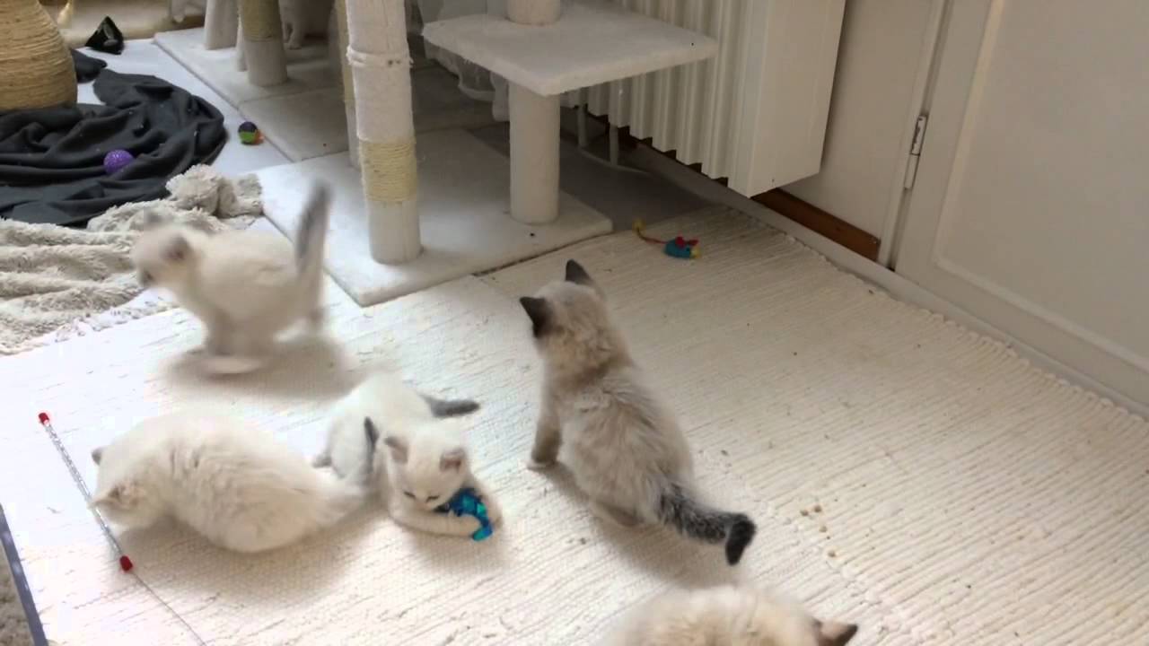 ragdoll kittens playing