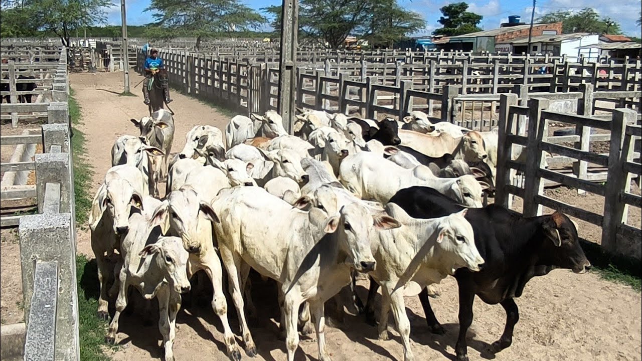 FEIRA DO GADO DE CAMPINA GRANDE-PB TERÇA FEIRA 10/03/2026