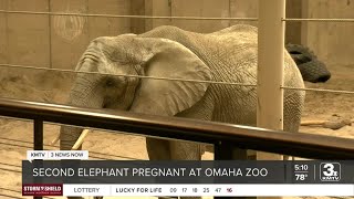 Omahas Henry Doorly Zoo Announces 2Nd Elephant Is Pregnant Claire And Kiki Due Early Next Year