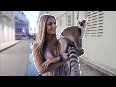 MY SISTER GOT A TALKING LEMUR! yes it talks