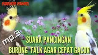 SUARA PANCINGAN BURUNG FALK/PARKIT AUSTRALI CEPAT GACOR