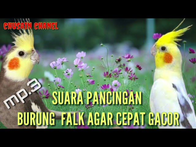 SUARA PANCINGAN BURUNG FALK/PARKIT AUSTRALI CEPAT GACOR class=