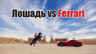 Ferrari VS Лошадь - XXI век