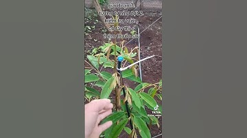 Giây đoạn chăm sóc cây sầu riêng mới trồng