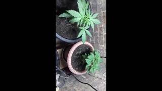 hps lsd and utopia haze auto