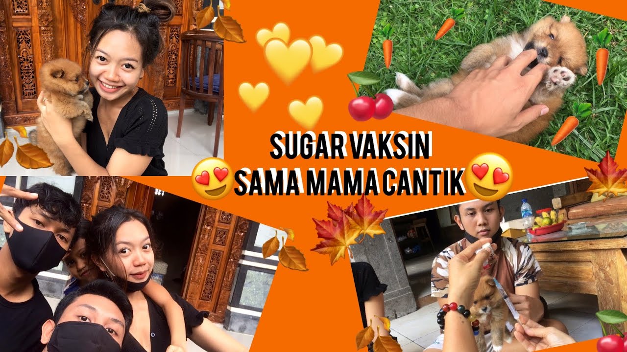 VAKSIN ANJING PERTAMA KALI BARENG MAMA CANTIK!!!🤔🤔 ️ ️ ️ - YouTube