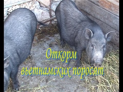 Вьетнамские поросята. Откорм.