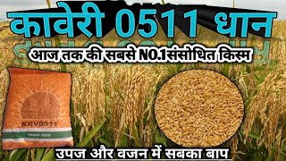 Kaveri 0511 Improved Variety 0511 Best Improved Variety Of Dhan Dhan Dhan Farming