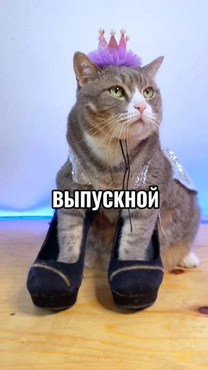 Вот танцуют девочки #выпускной #кот - YouTube