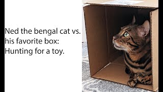 Ned the Bengal Cat hunting for a toy in his favorite box