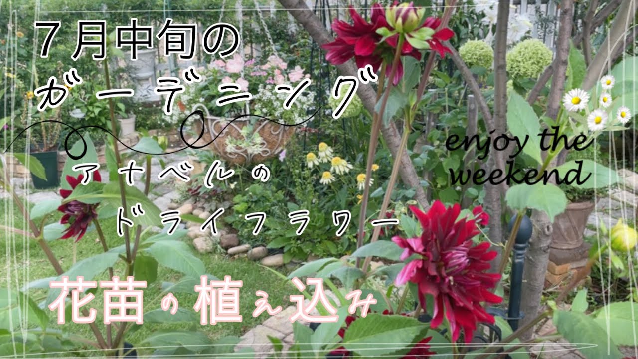 ガーデニング ７月中旬のガーデニング アナベルのドライフラワー 花苗の植え込み Youtube