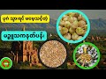 ပုဂံ သွားရင် မမေ့သင့်တဲ့၊ မဉ္ဇူသကနတ်ပန်း