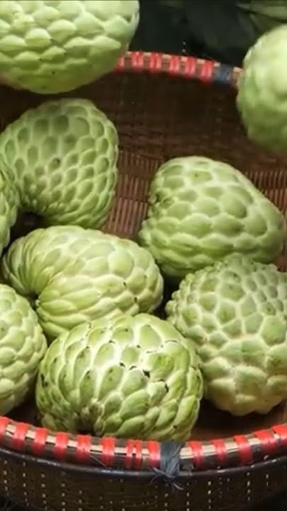 large-custard-apple-harvesting-season-garden-fruit-custard-youtube