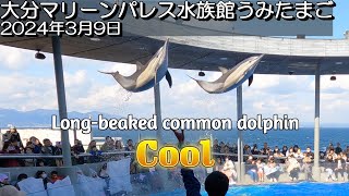 【水族館】スリムでカッコいいここでしか会えないハセイルカ大分マリーンパレス水族館うみたまご