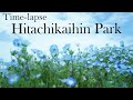 【Hitachi Seaside Park】 The spectacular scenery you want to see at least once in your life!!!