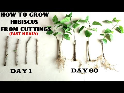 How to Grow Hibiscus from Cuttings