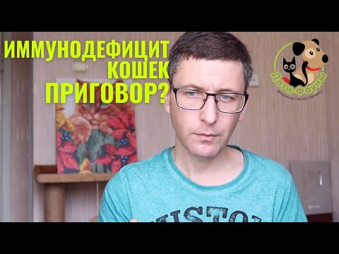 Видео: Почему вы должны принять FIV положительный кот