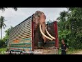 തൃശ്ശൂർ പൂരത്തിന് ഈ ആന 😍😍 വന്നാൽ എങ്ങിനെ ഉണ്ടാവും ?? Elephant Video 🔥 Thailand Elephants | ആന വീഡിയോ