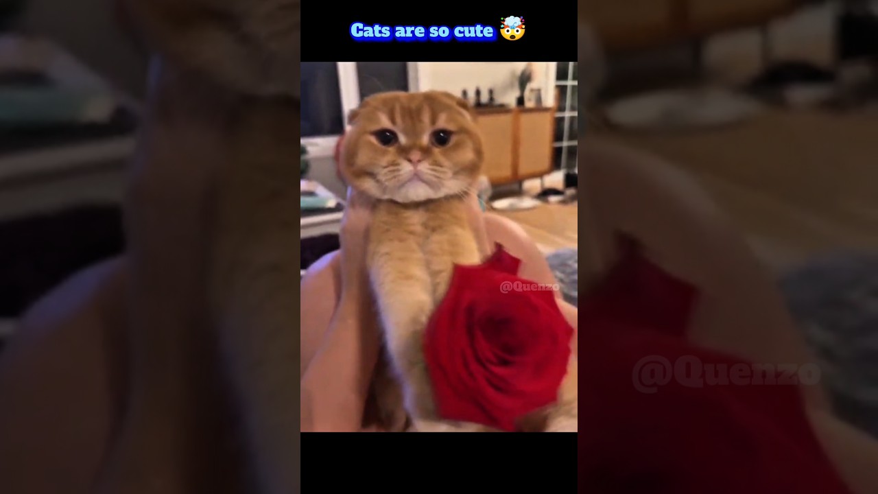 Sigma cat energy 🤯 