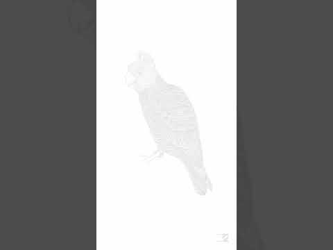 Gang-gang Cockatoo | (C.fimbriatum) Design by wattletail. https://www.instagram.com/wattletail/