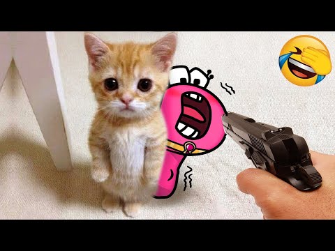 Funny animals - Funny cats / dogs - Funny animal videos - Alphabet Lore in Real Life - Woa Doodland