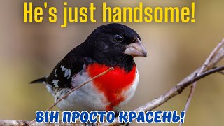 Rose  breasted Grosbeak.Канадські птахи.