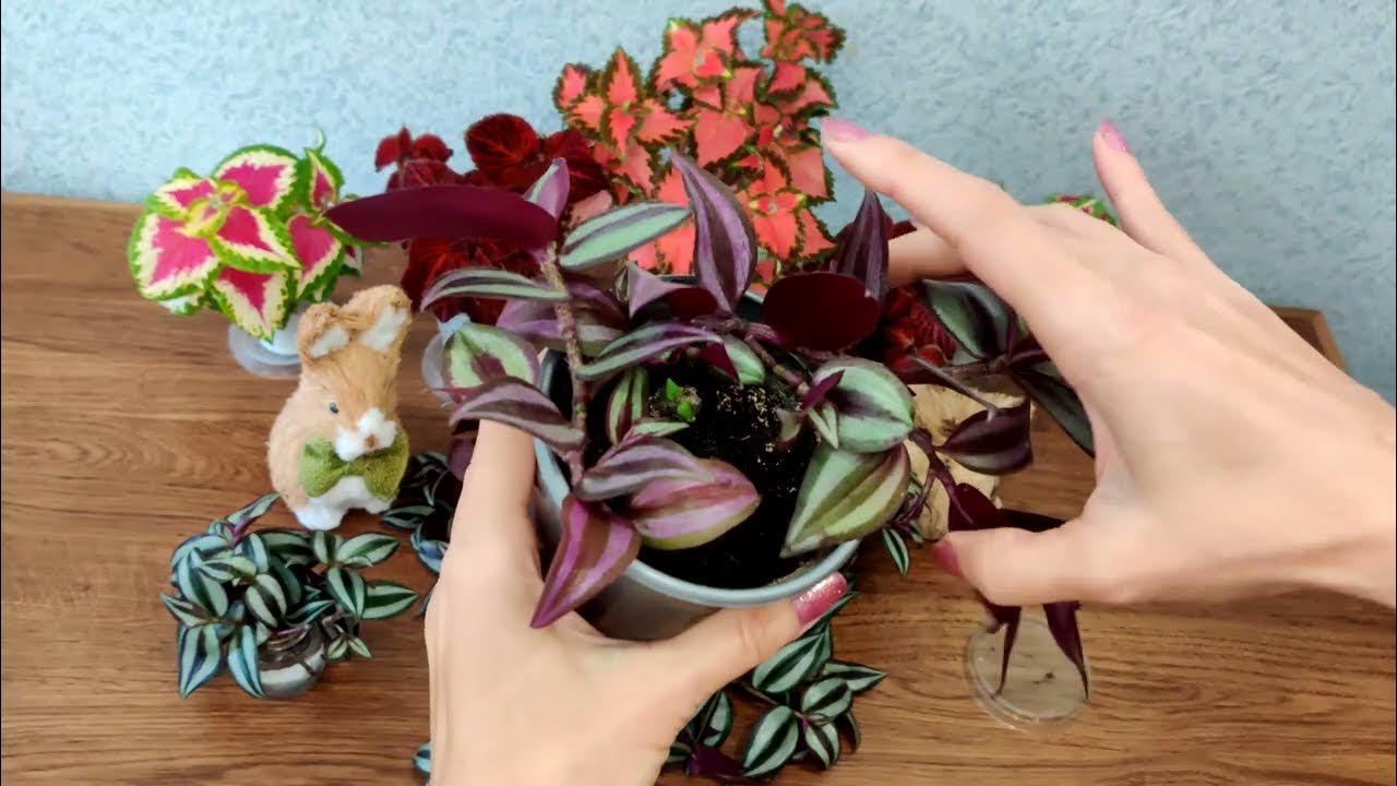 Никогда не подведёт красивейшая Традесканция Зебрина фиолетовая. Как ...