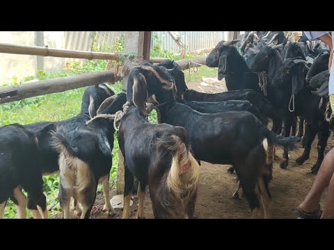 ভিডিও: নীল ছাগল বছরের জন্য কীভাবে টেবিল সেট করবেন