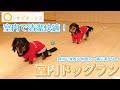 室内ドッグランについて