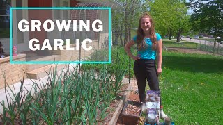 Maximize Your Garlic Harvest: How to fertilize garlic in the spring