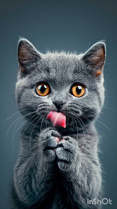 #2024 #cat #cats #catshorts #cutecat #viralvideo #babiesshortsviral #catlover #catvideos #catshorts