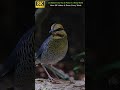 Beautiful Bird on a Tree Branch 🕊️✨ | Calm Forest Moment with Piano & Nature Sounds