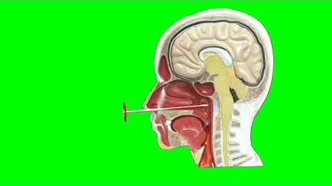 Green Screen Covid 19 Test video effects