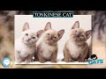 Tonkinese cat 🐱🦁🐯 EVERYTHING CATS 🐯🦁🐱 の動画、YouTube動画。