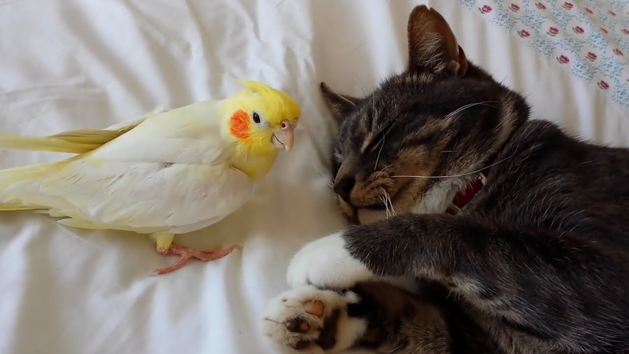 Is It Okay To Let Your Cat Sleep In Your Bed? Pet Pointers YouTube