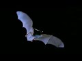 Bizarre Bat Moments | BBC Earth