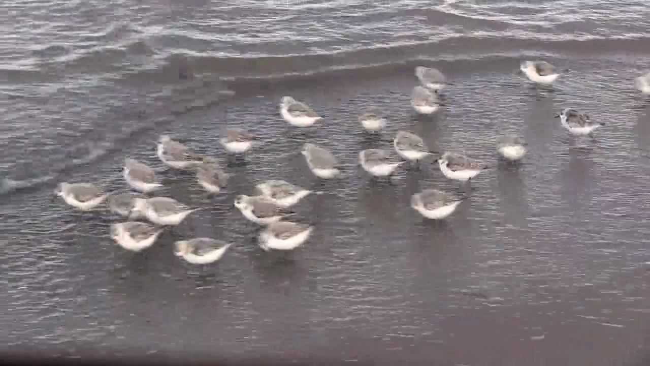 SANDERLINGS - Sandpipers in Motion - Piper - New Brunswick Canada Shore Birds