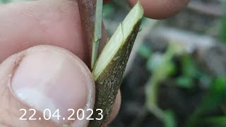 Grafting plum // Grafting plum onto cherry plum in spring