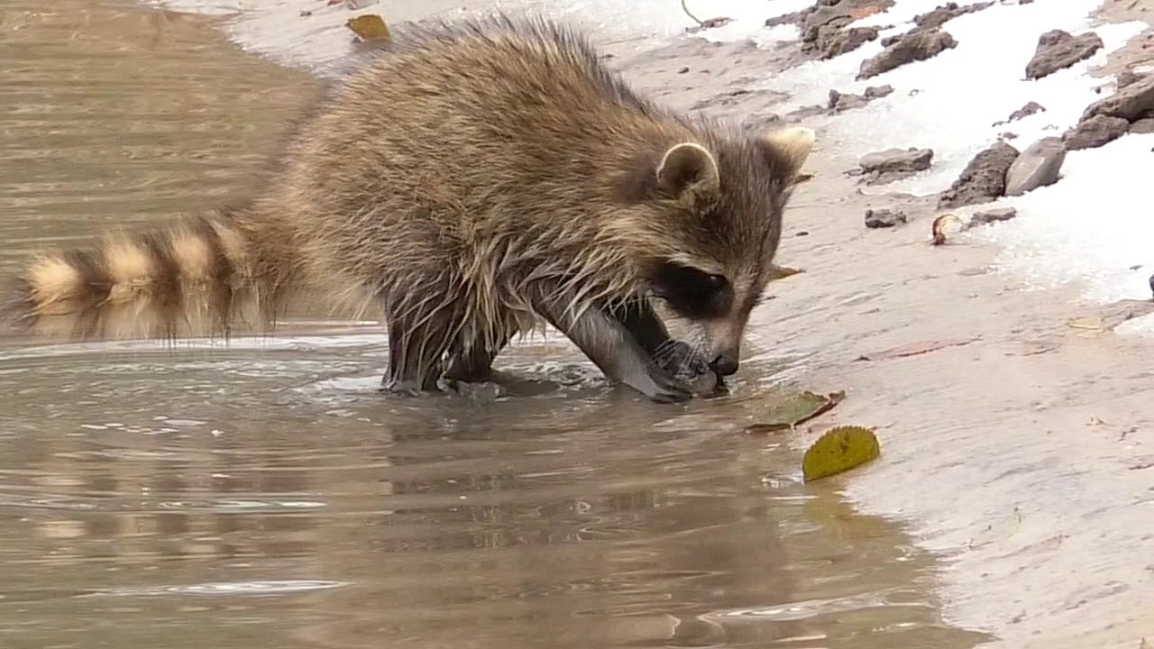 Raccoon Eating Crawdads YouTube