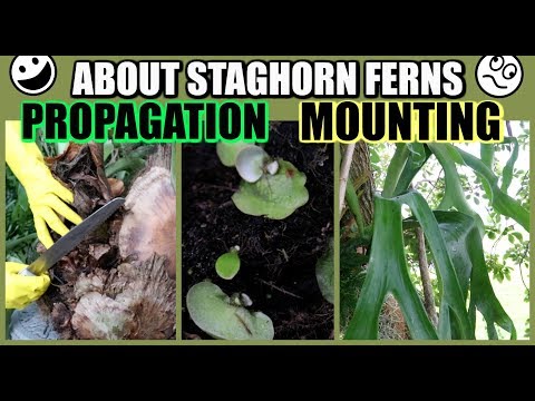 HOW TO PROPAGATE & MOUNT - STAGHORN FERN, RABBIT&rsquo;S FOOT FERN, BROMELIADS - Propagate With Me