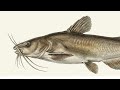 Major taxa of inland and marine fishes up to family level