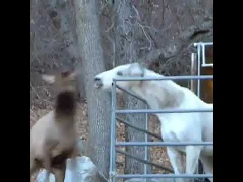 Komik Hayvanlar - Funny Animals
