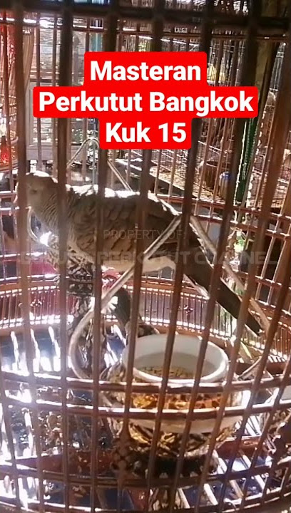 Masteran perkutut bangkok kuk 15 #shorts