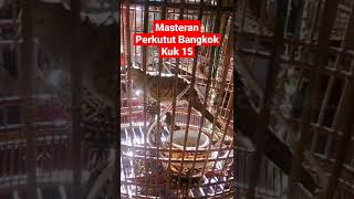 Masteran perkutut bangkok kuk 15 #shorts