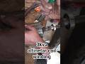 3KVA अल्टीनेटर की नई कॉइल वाइंडिंग 🔥#3kvaAlternator#AlternatorWinding#GeneratorRepair