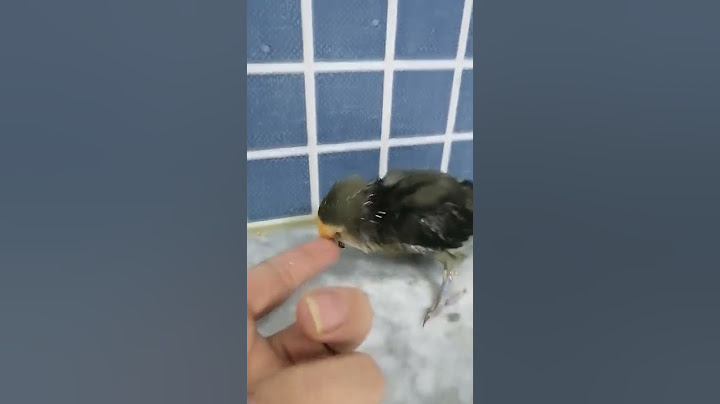 this bird makes my day complete #respectshorts