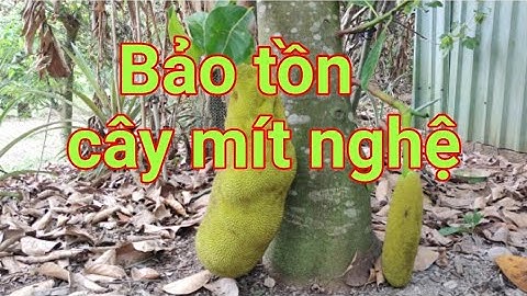 Mua giống mít nghệ ở đâu